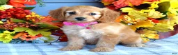 Cavapoo dogs for sale: Hannah  - Ad 7