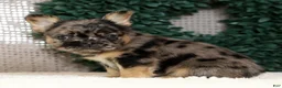 French Bulldog dogs for sale: Jacob - Ad 5