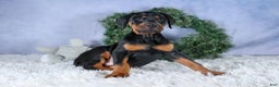 Doberman Pinscher dogs for sale: TITUS - Ad 3