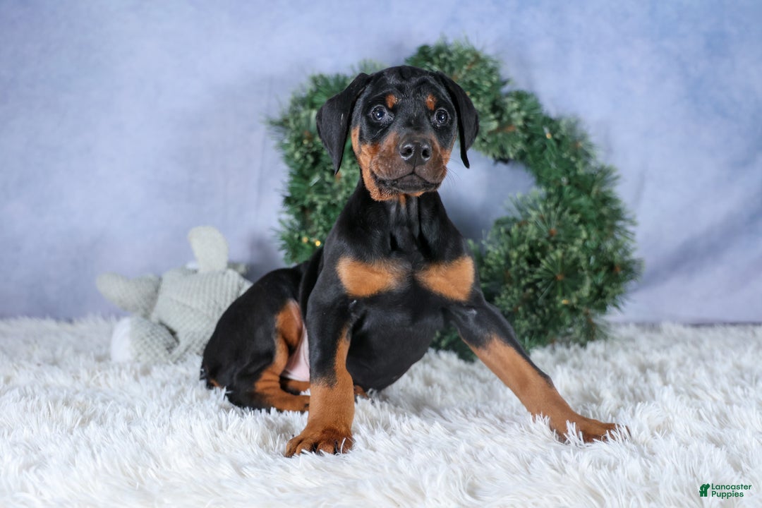 Doberman Pinscher dogs for sale: TITUS - Ad 3