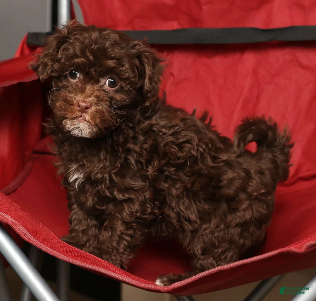 Havapoo dogs for sale: Sasha - Ad 7