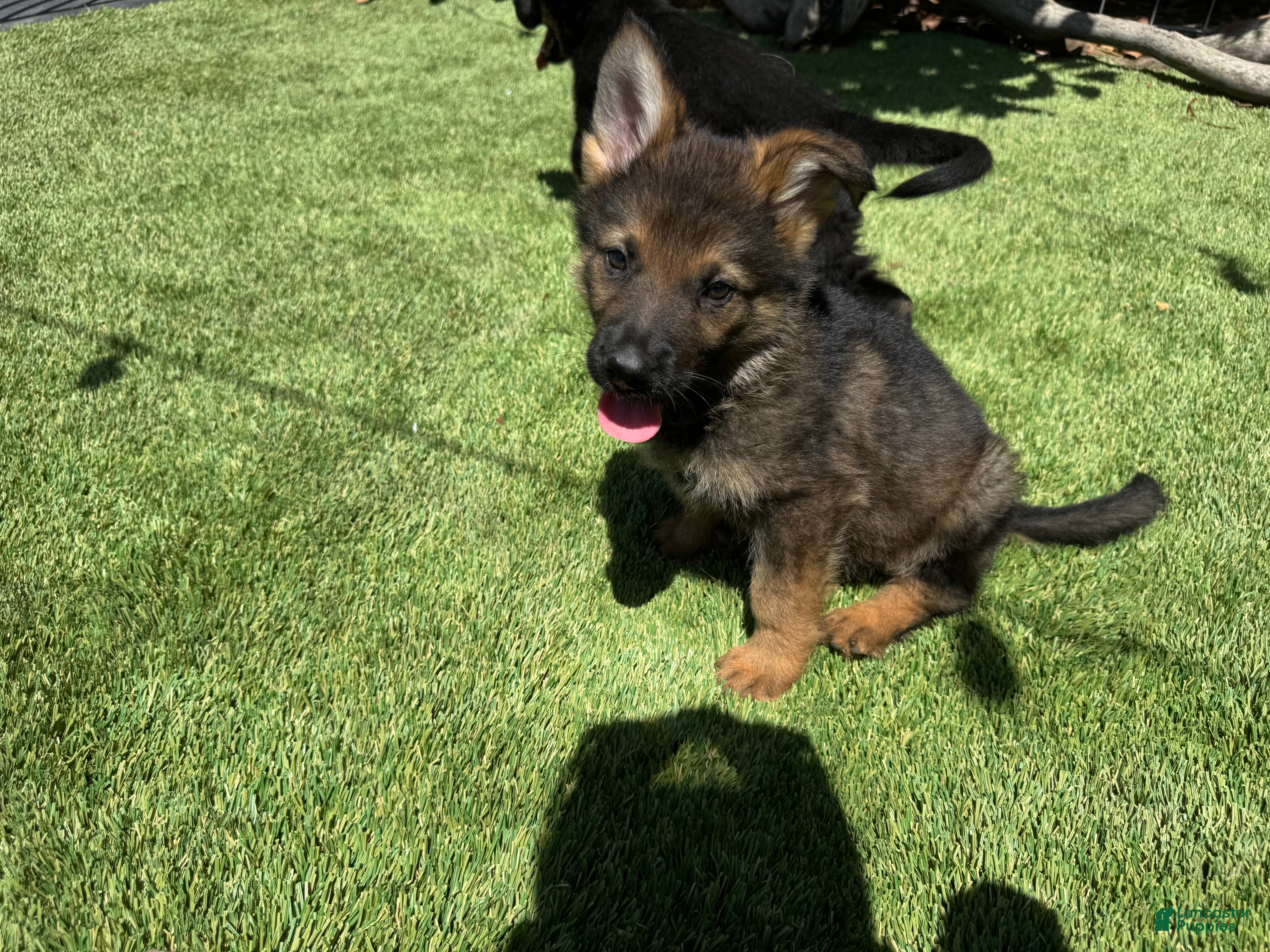 German Shepherd dogs German Shepherd 1 - Ad 2