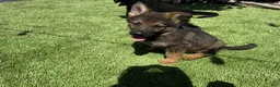 German Shepherd dogs for sale: German Shepherd 1 - Ad 2