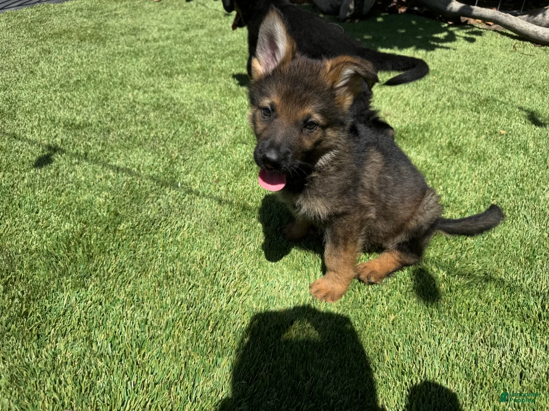 German Shepherd dogs for sale: German Shepherd 1 - Ad 2