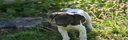 German Shorthaired Pointer dogs for sale: Brinley - Ad 7