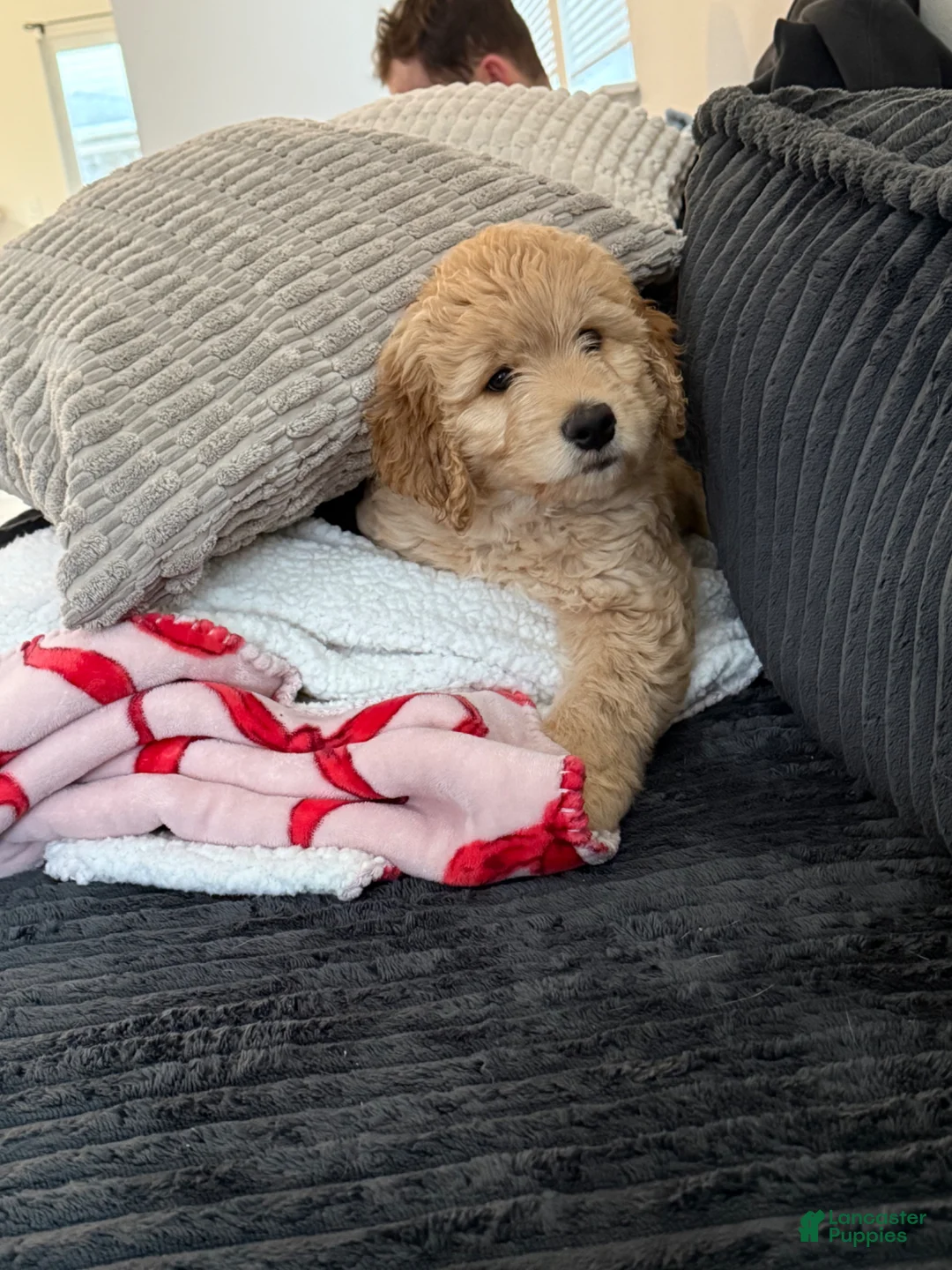 Goldendoodle dogs for sale: Goldendoodle Puppy 1 - Ad 2