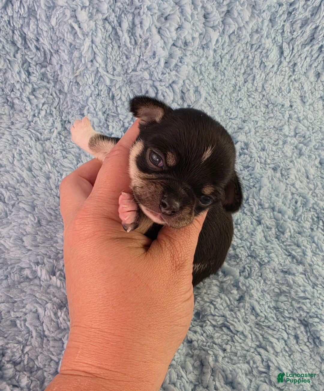 Chihuahua dogs for sale: AKC Peter - Ad 2