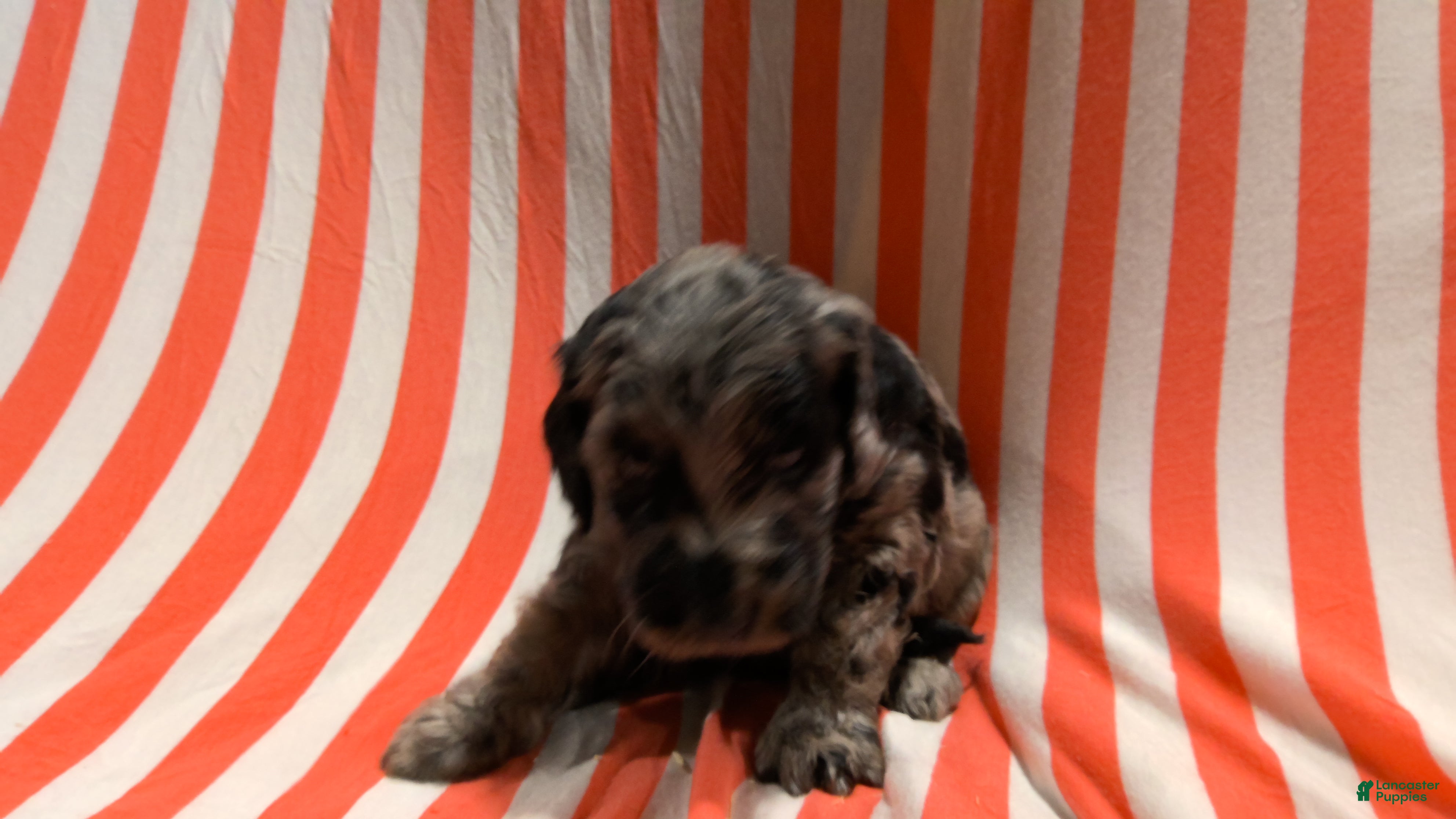 Mini Goldendoodle dogs Kay - Ad 2