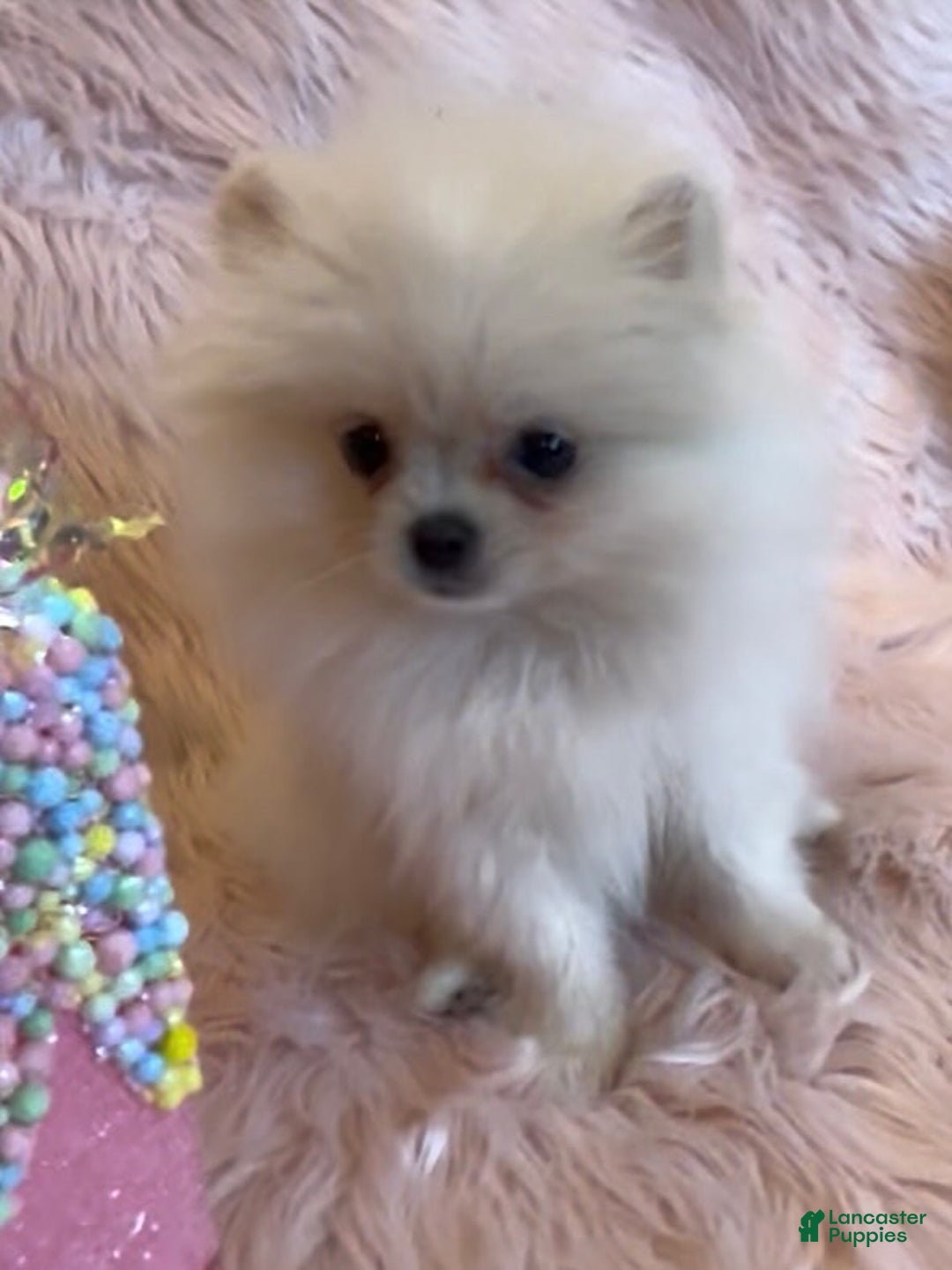 Pomeranian dogs for sale: Lynette AKC Registered full rights  - Ad 13