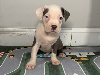 American Bully dogs Baloo - Ad 32