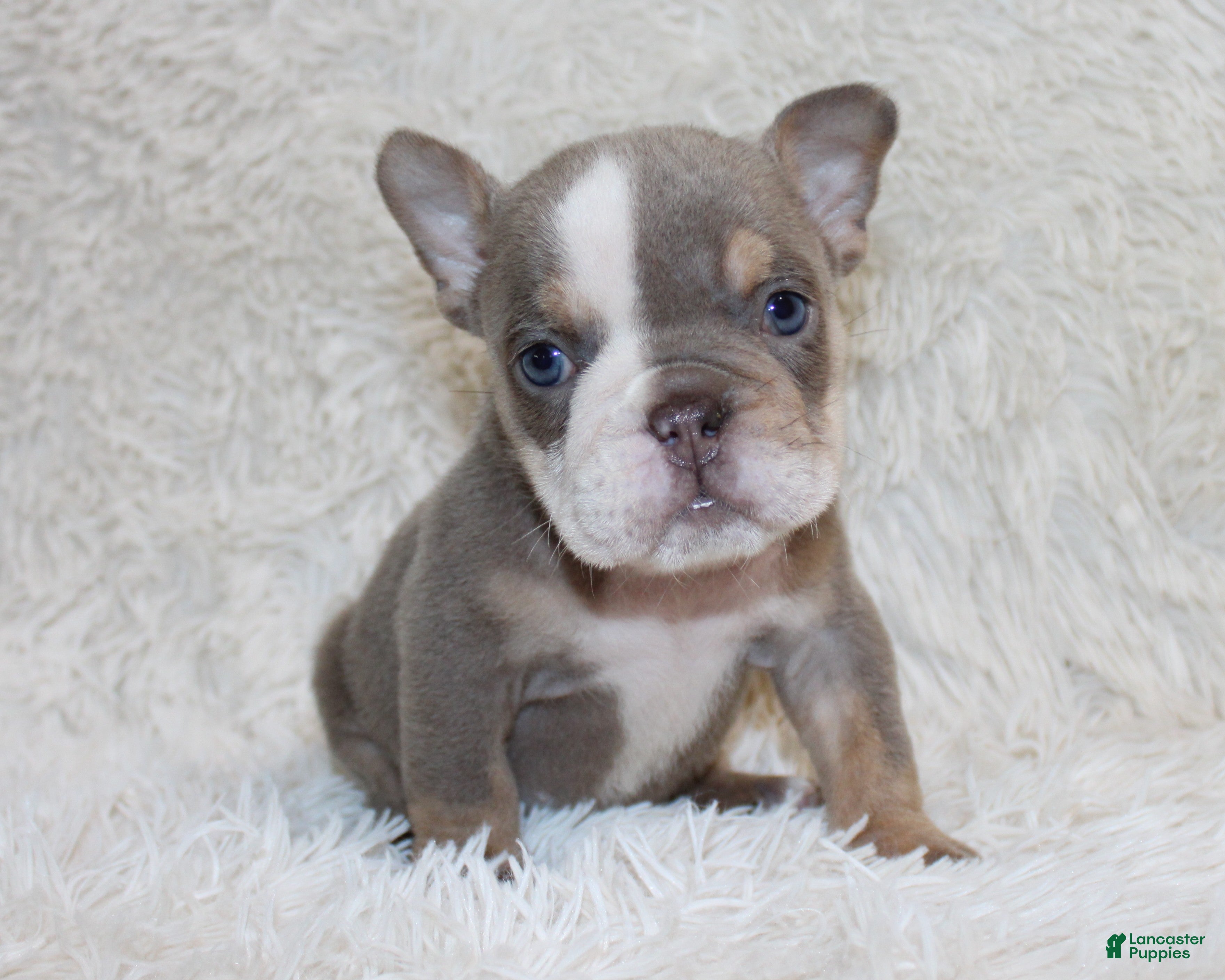English Bulldog dogs Indi Rose - Ad 1