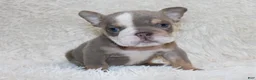 English Bulldog dogs for sale: Indi Rose - Ad 1