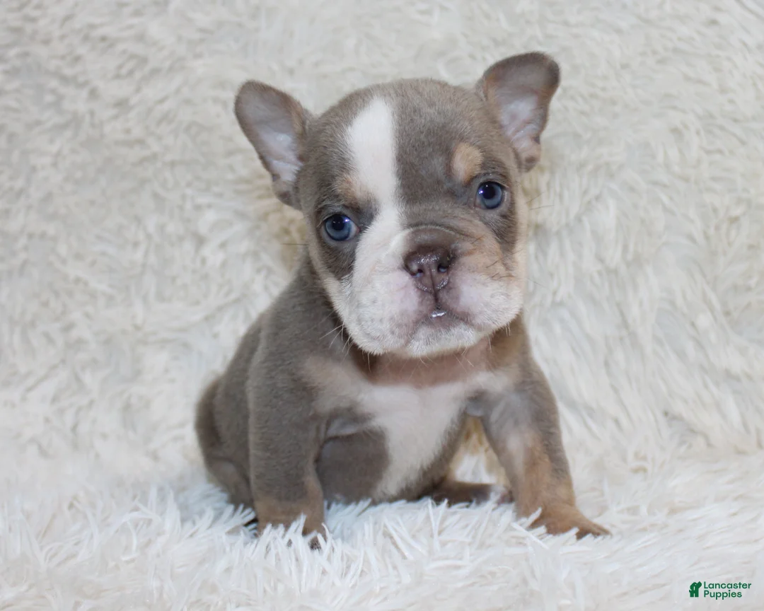 English Bulldog dogs for sale: Indi Rose - Ad 1