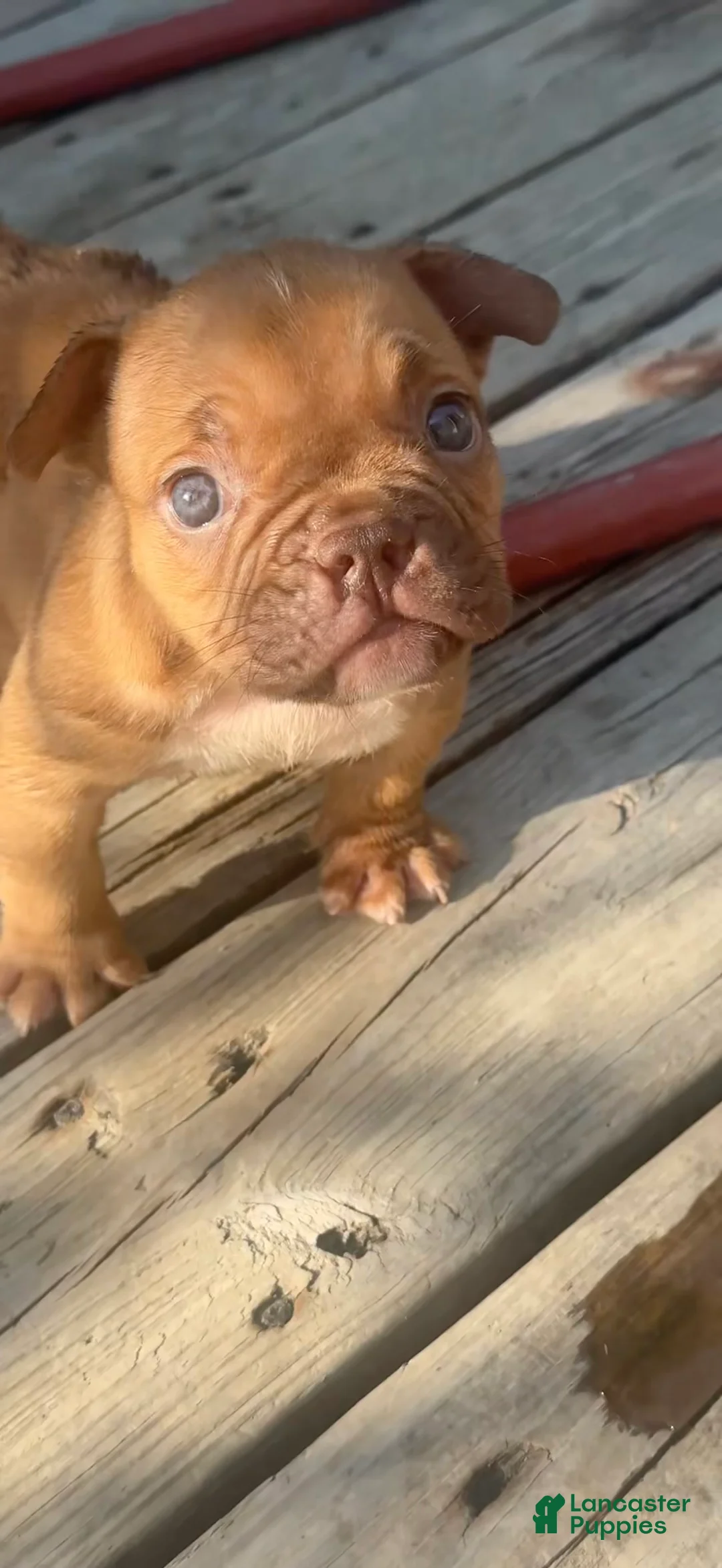 American Bully dogs for sale: Mocha - Ad 2