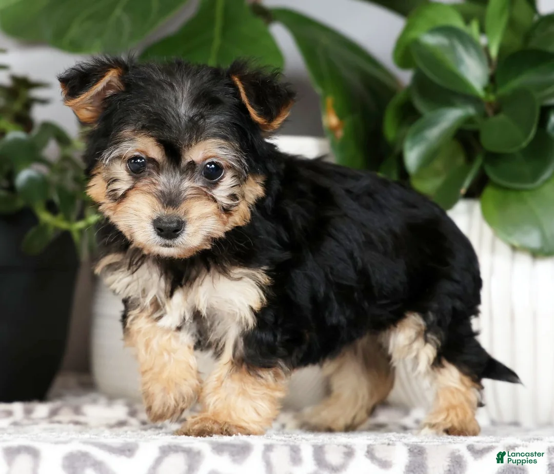 Yochon dogs for sale: Yoda - Ad 1