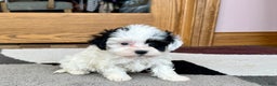 Havanese dogs for sale: Leona - Ad 6