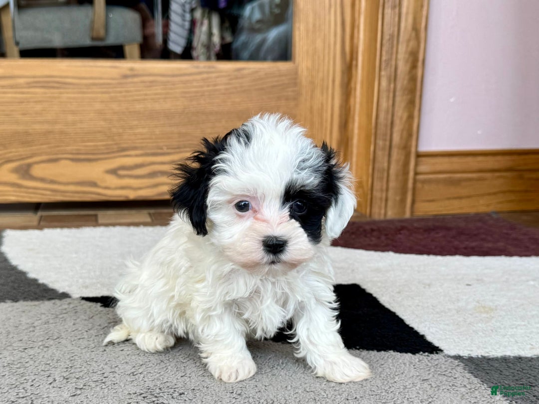 Havanese dogs for sale: Leona - Ad 6