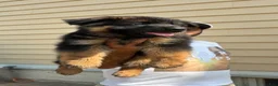 German Shepherd dogs for sale: German Shepherd 3 - Ad 3