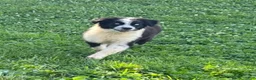 Australian Shepherd dogs for sale: Australian Shepherd Puppy 2 - Ad 4