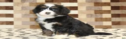 Mini Bernedoodle dogs for sale: Karly - Ad 4