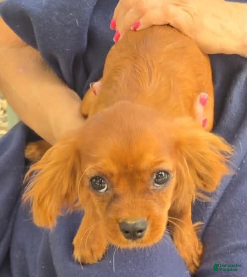 Cavalier King Charles Spaniel dogs Sonny - Ad 1