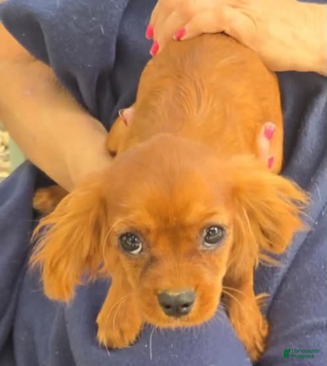 Cavalier King Charles Spaniel dogs for sale: Sonny - Ad 1