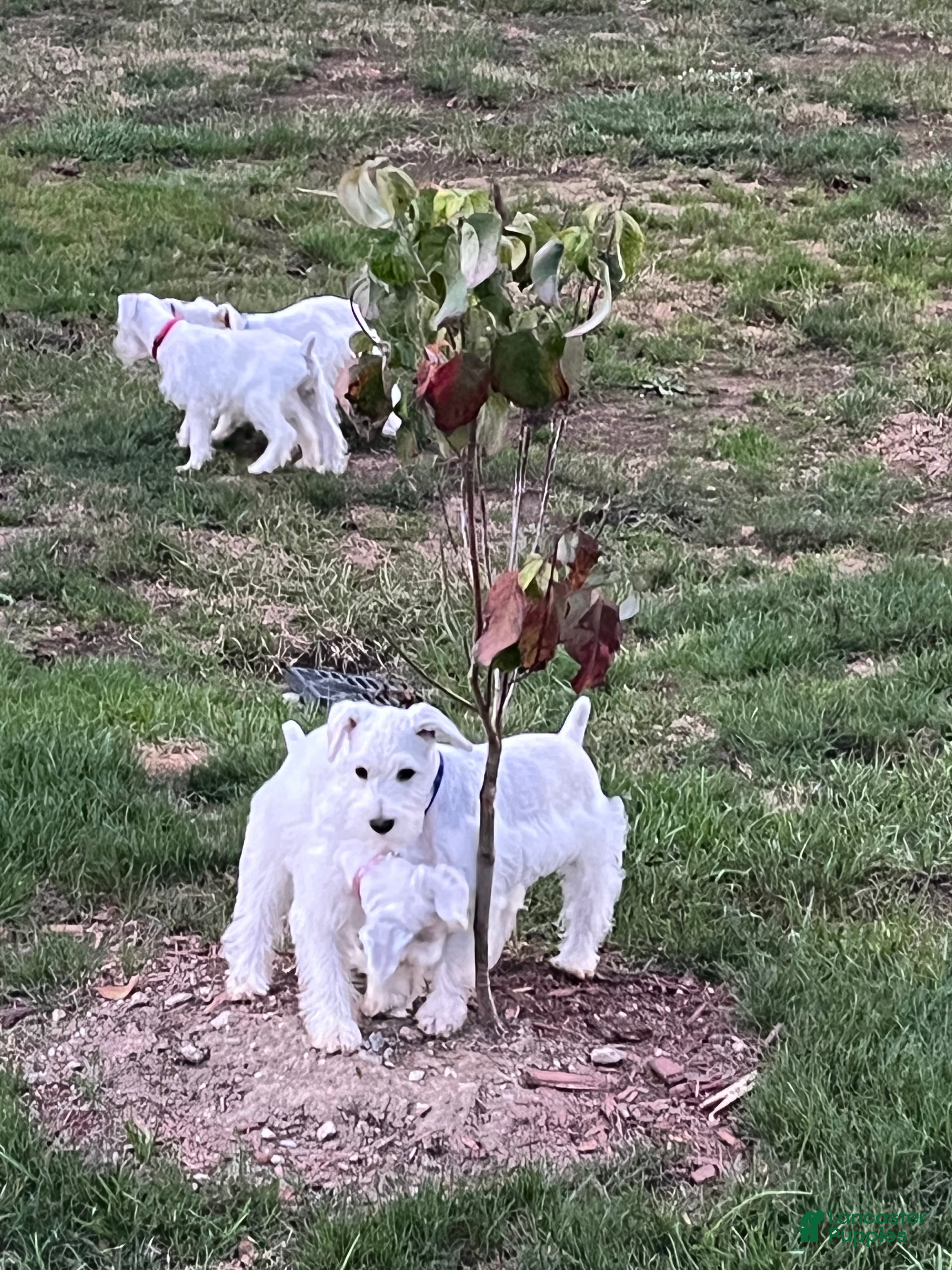 Miniature Schnauzer dogs AKC Lady  - Ad 2