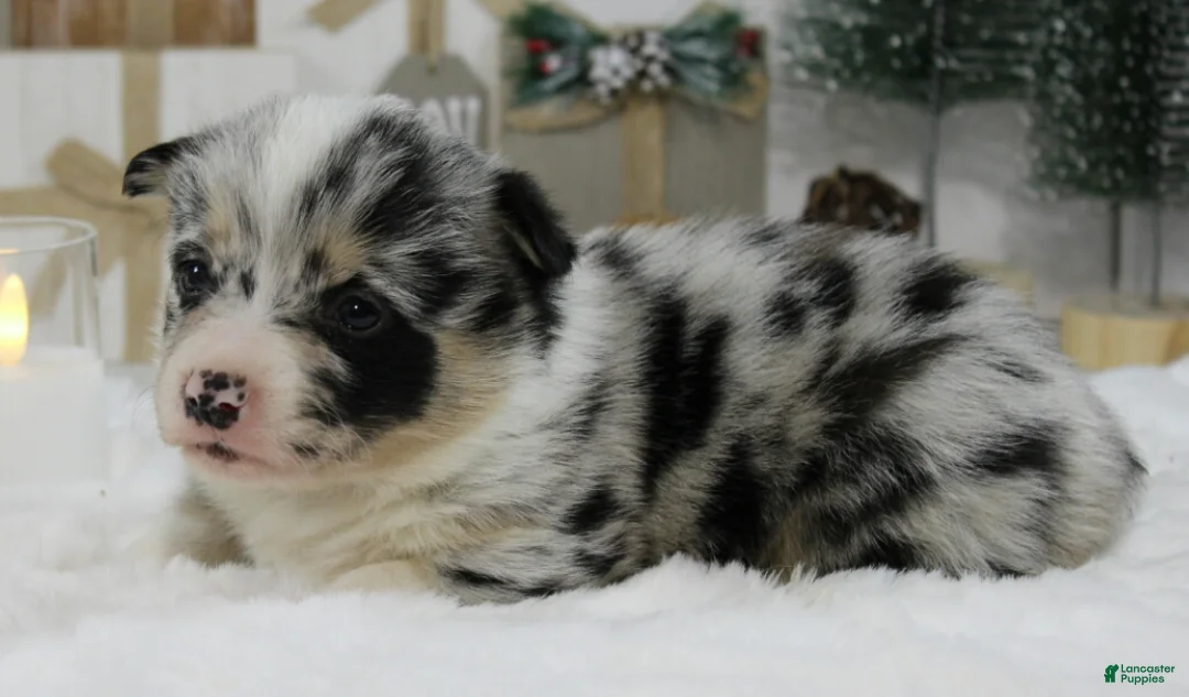 Welsh Corgi Pembroke dogs for sale: Buddy - Ad 17