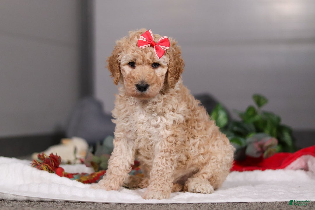Standard Poodle dogs for sale: Lucy - Ad 7