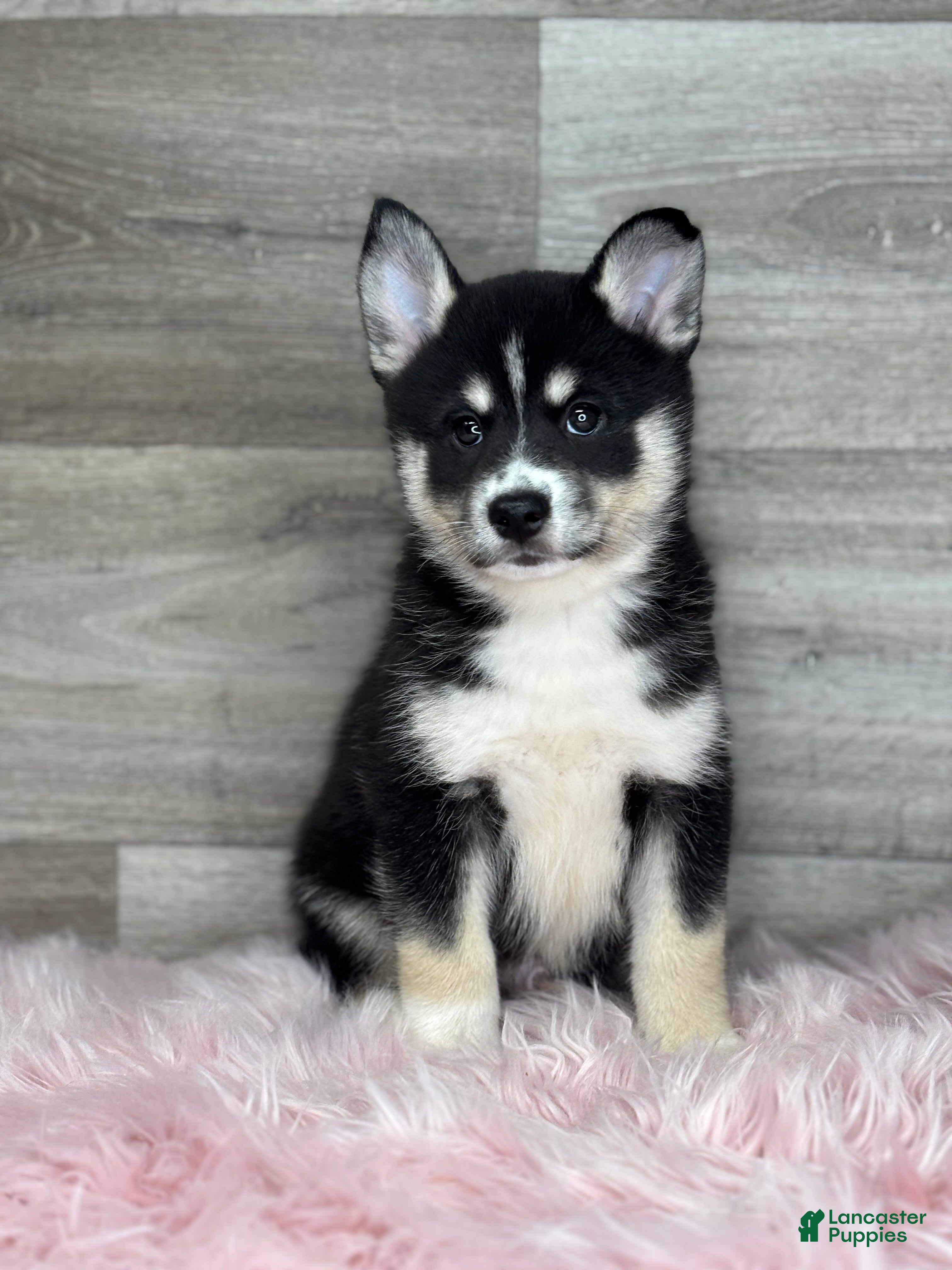 Pomsky dogs Elijah - Ad 1