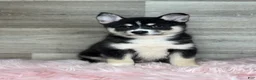 Pomsky dogs for sale: Elijah - Ad 1
