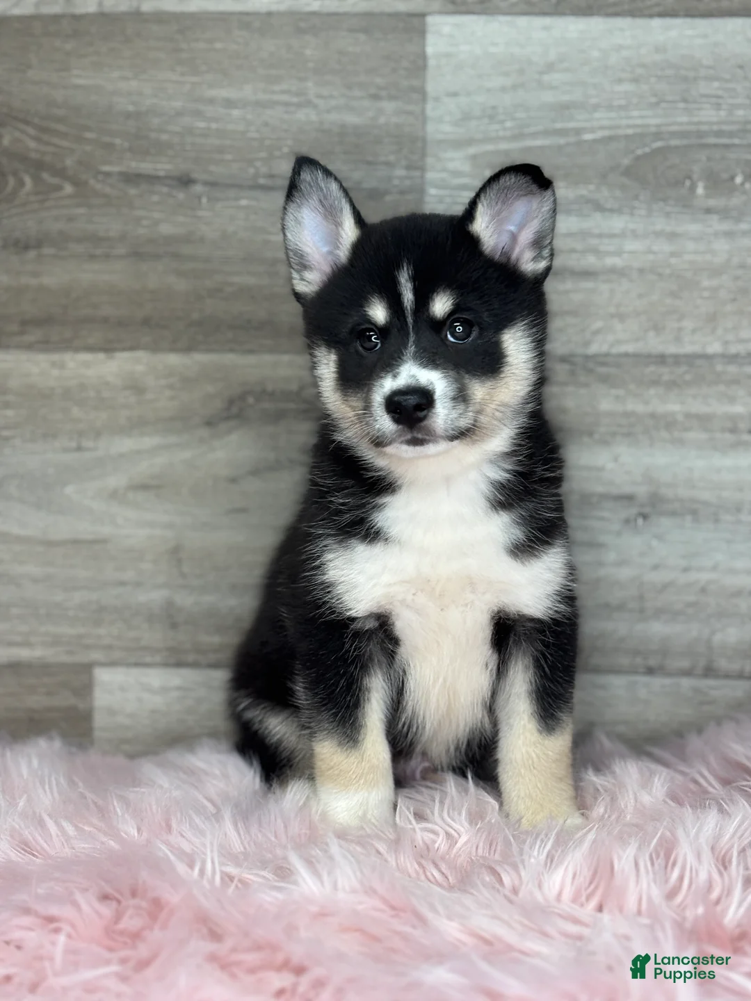 Pomsky dogs for sale: Elijah - Ad 1