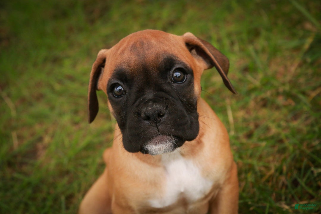 Boxer dogs Flora - Ad 2
