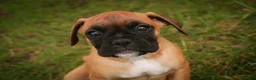 Boxer dogs for sale: Flora - Ad 2