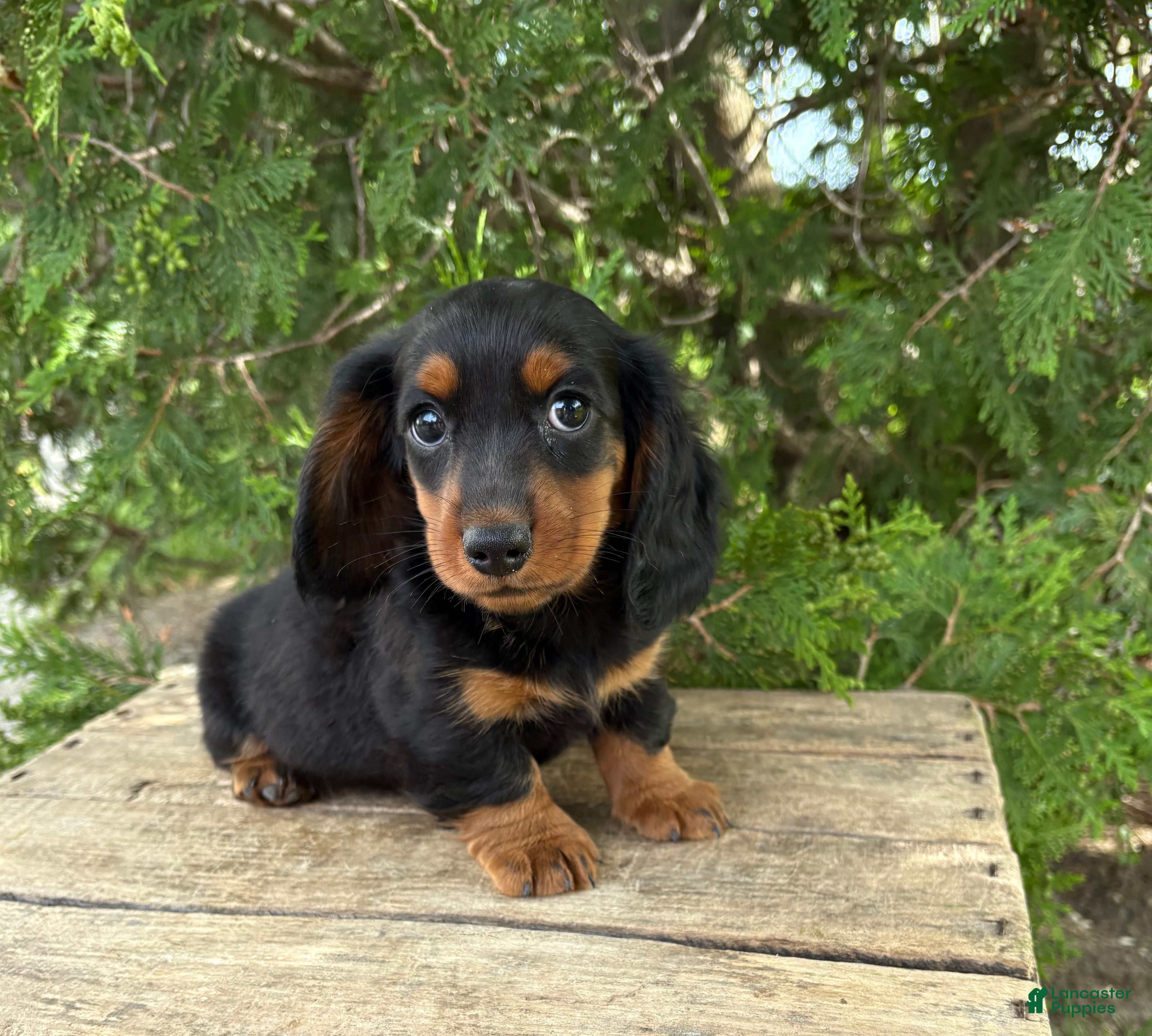 Dachshund dogs Monroe - Ad 1