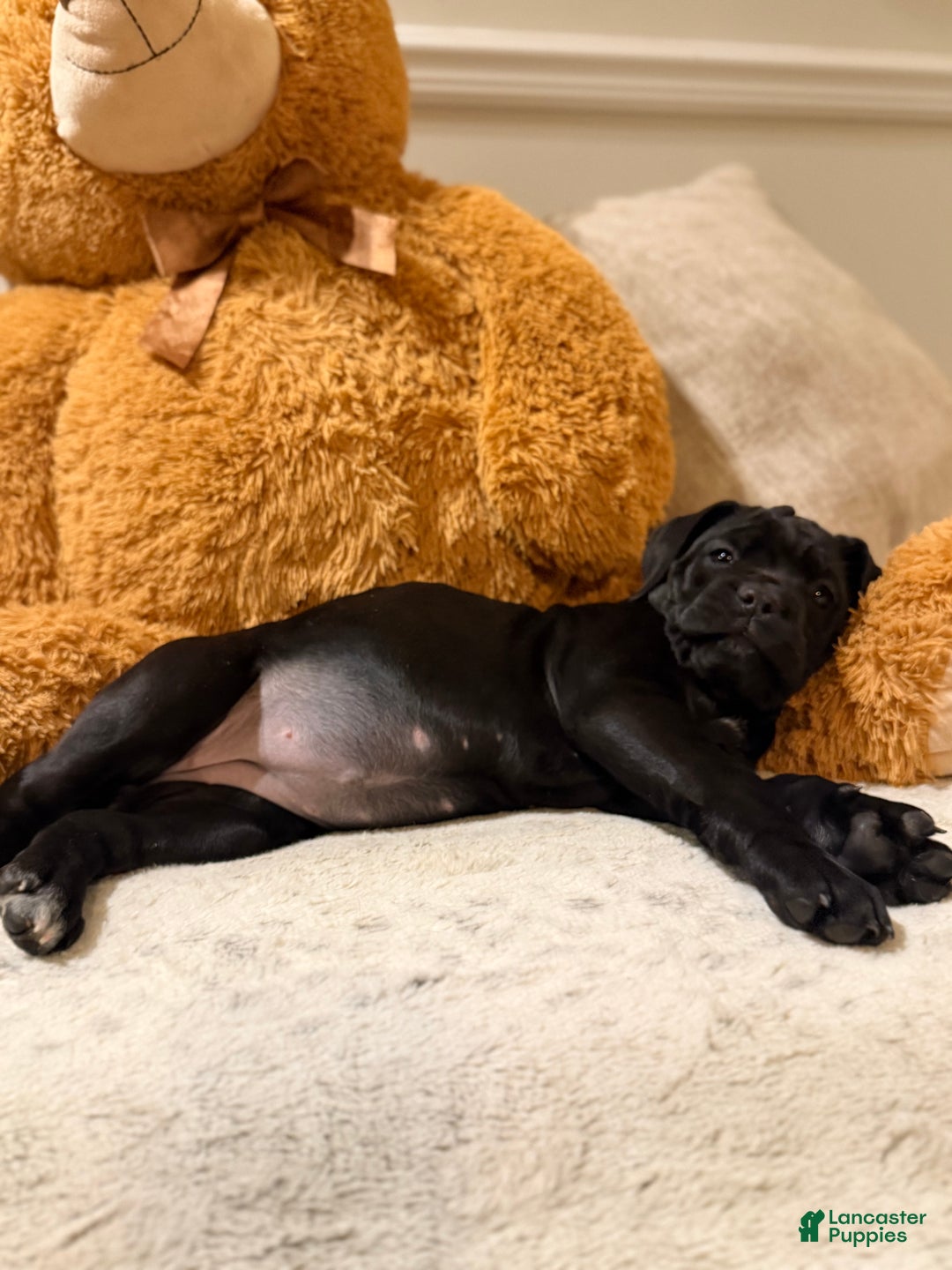 Cane Corso dogs for sale: Mayhem - Ad 3