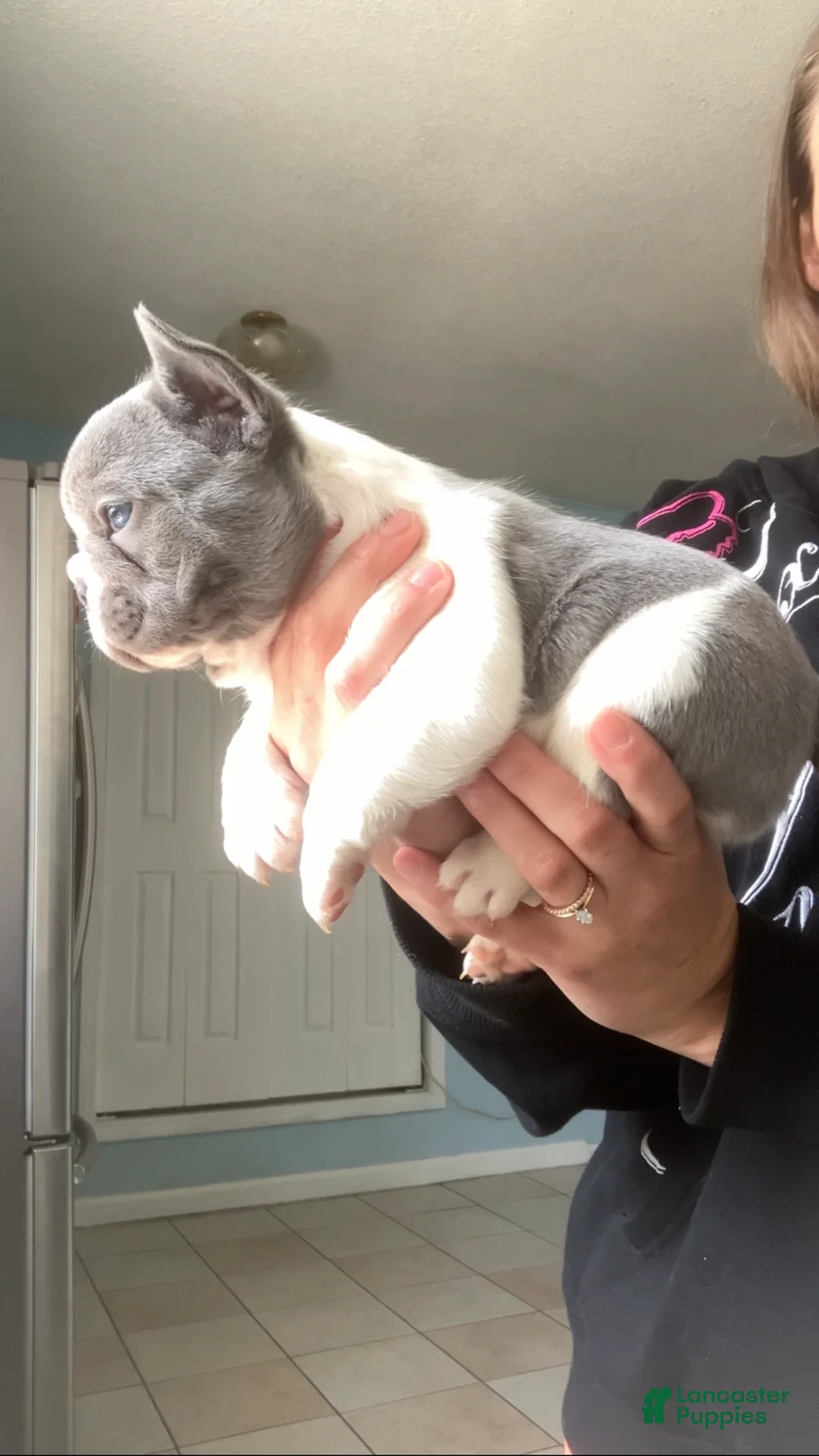 French Bulldog dogs for sale: PET ONLY Lilac and white  - Ad 2
