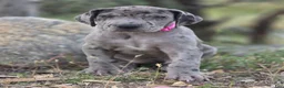Great Dane dogs for sale: Ewa - Ad 4