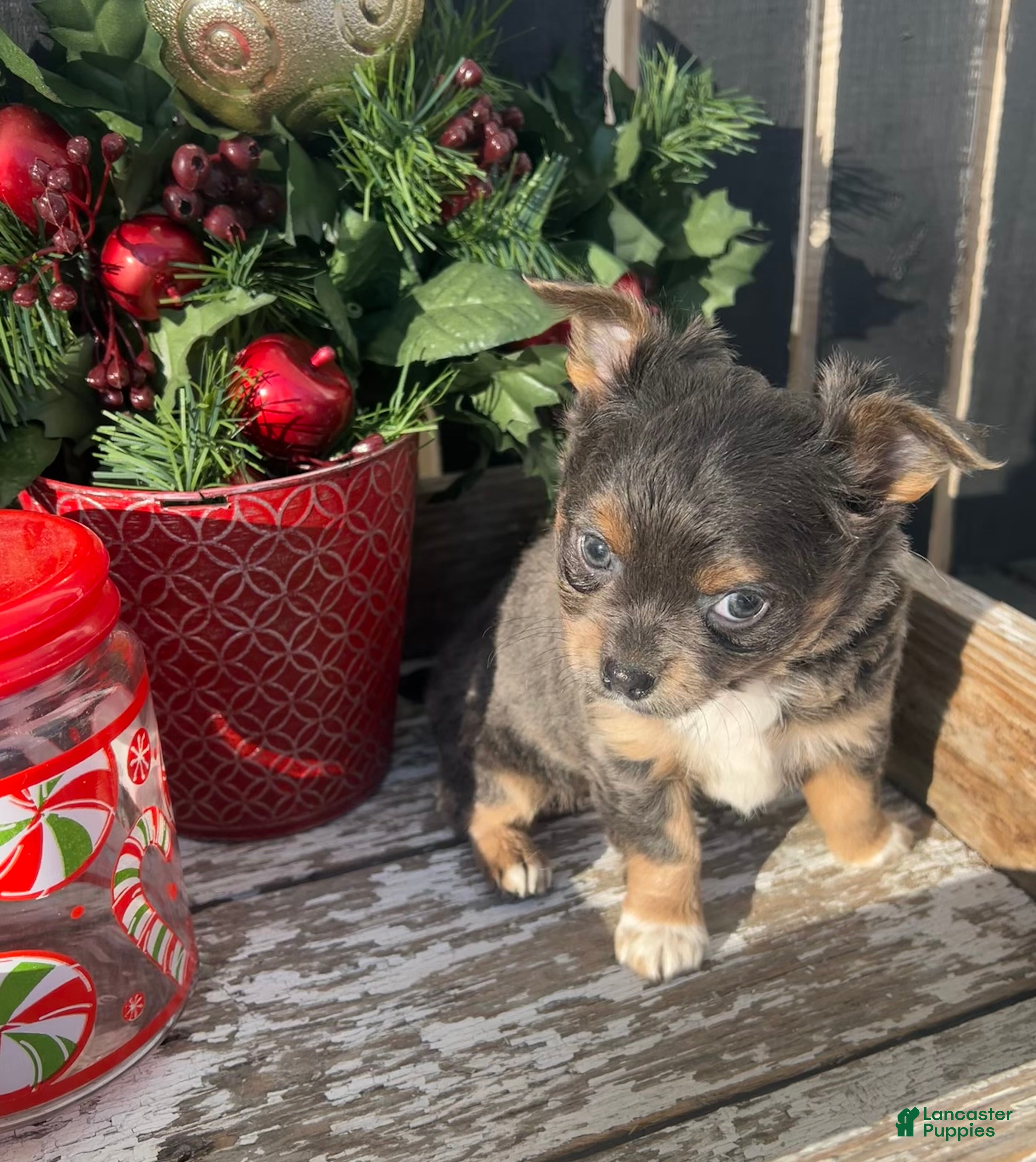 Chihuahua dogs Arlo - Ad 40