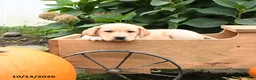 Labrador Retriever dogs for sale: Timmy - Ad 4