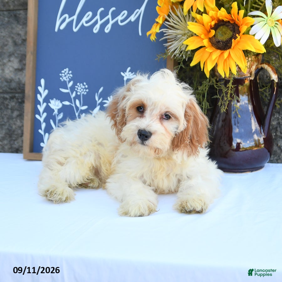 Cavapoo dogs Louie - Ad 2