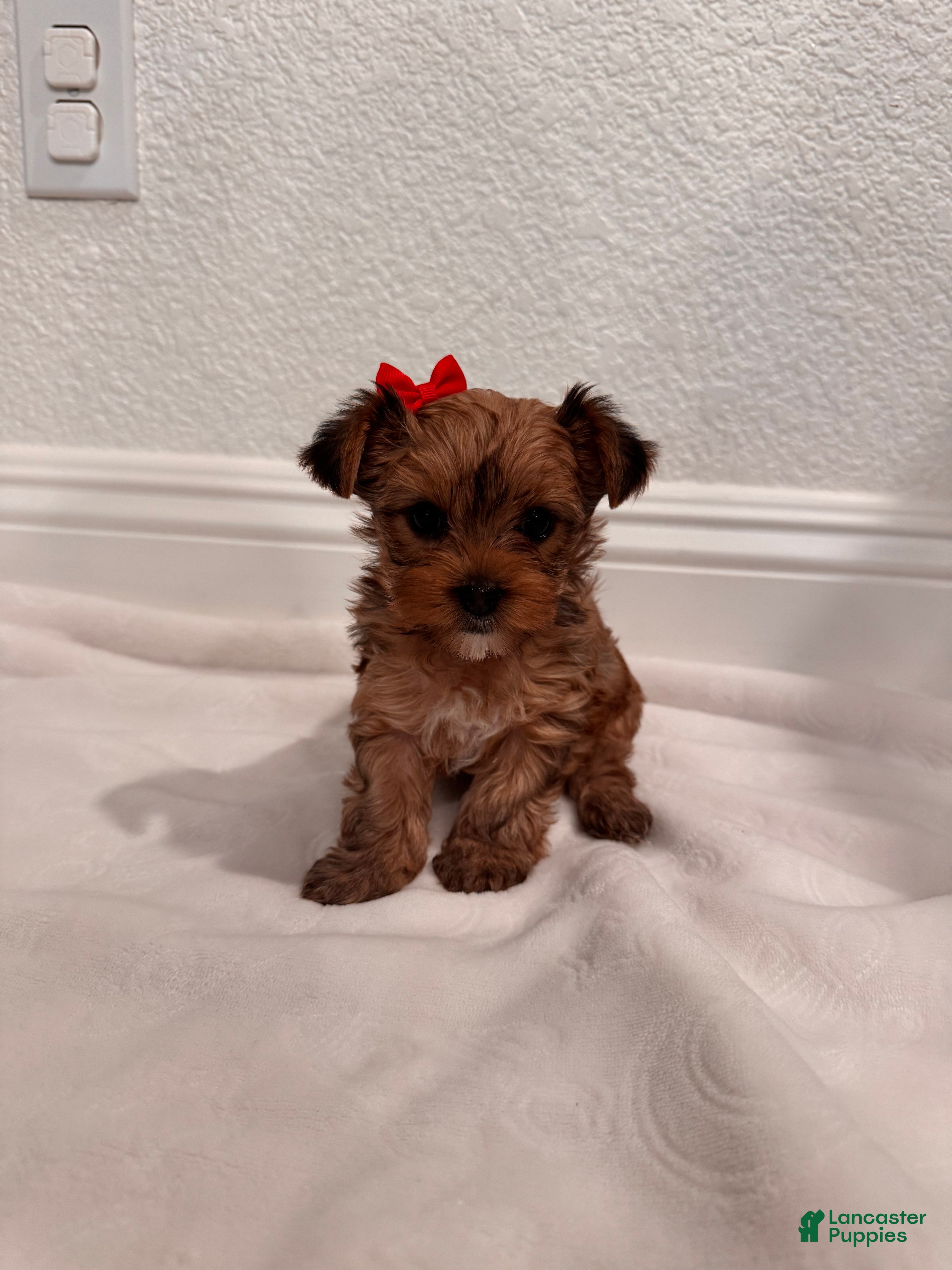 Yorkshire Terrier dogs dollface Yorkie female 2 - Ad 2
