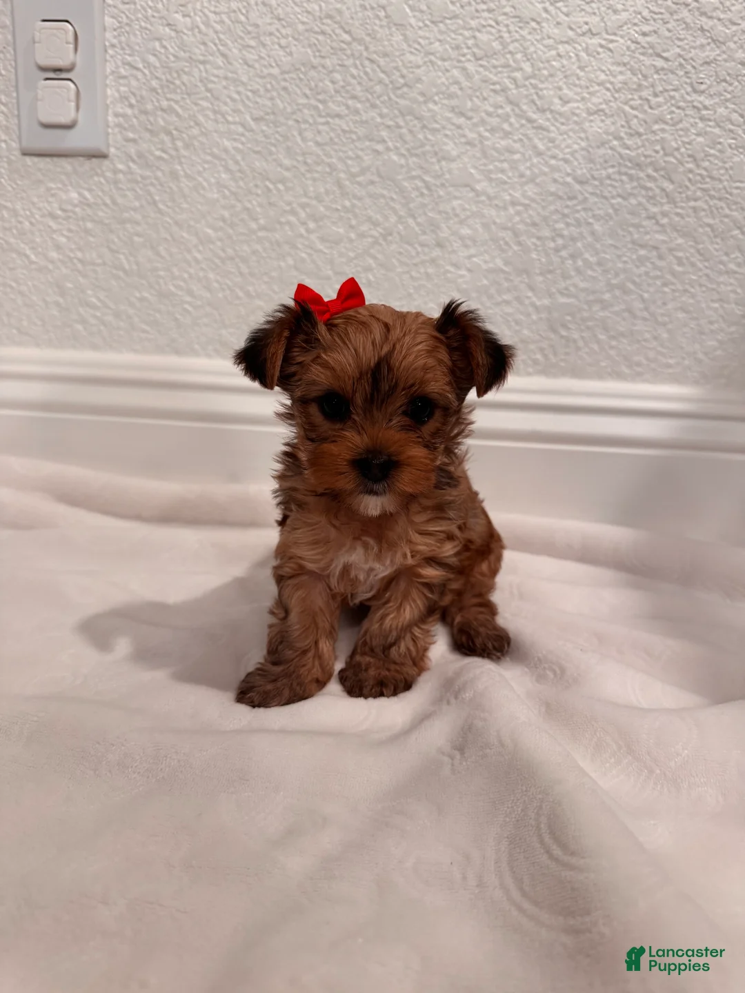 Yorkshire Terrier dogs for sale: dollface Yorkie female 2 - Ad 2