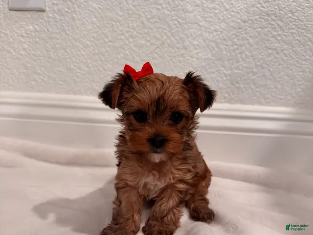 Yorkshire Terrier dogs for sale: dollface Yorkie female 2 - Ad 2