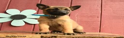 Belgian Malinois dogs for sale: Captain - Ad 3