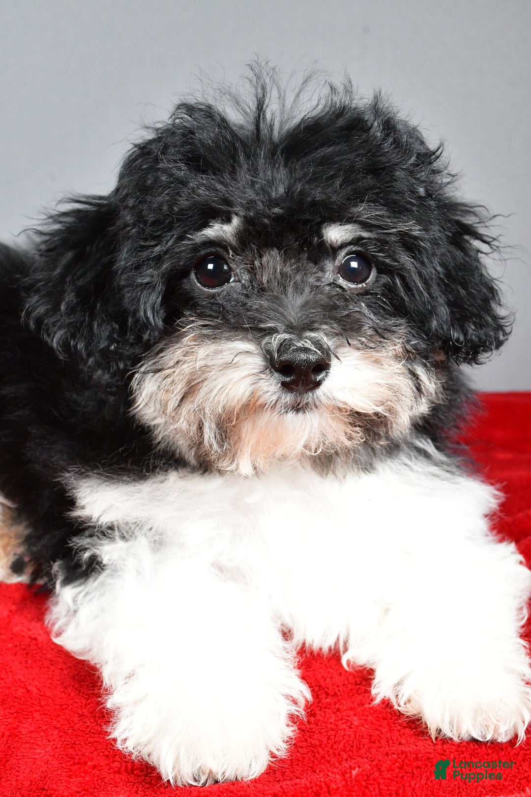 Bichpoo dogs for sale: Bichpoo Puppy 3 - Ad 4