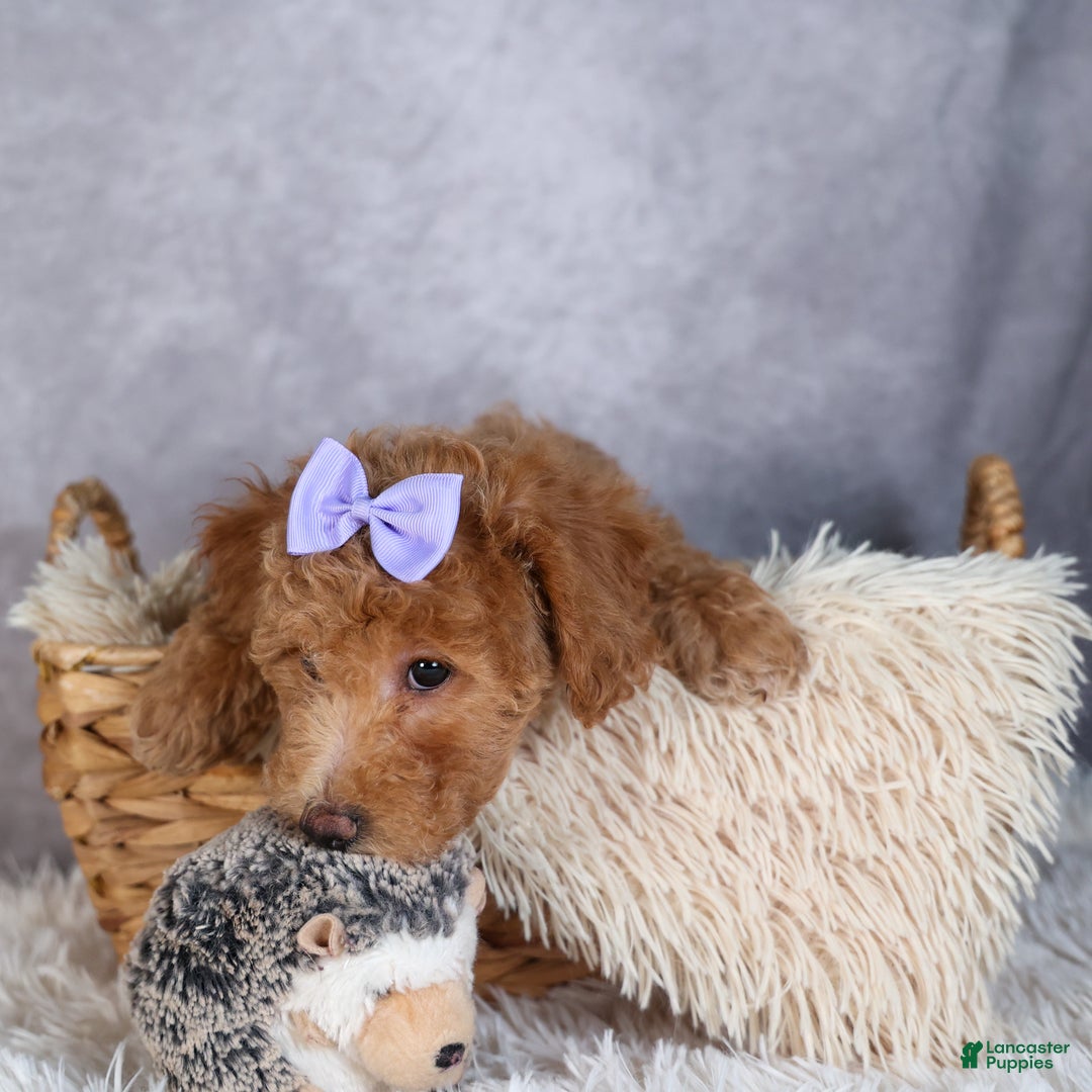 Shihpoo dogs for sale: Evie - Ad 6