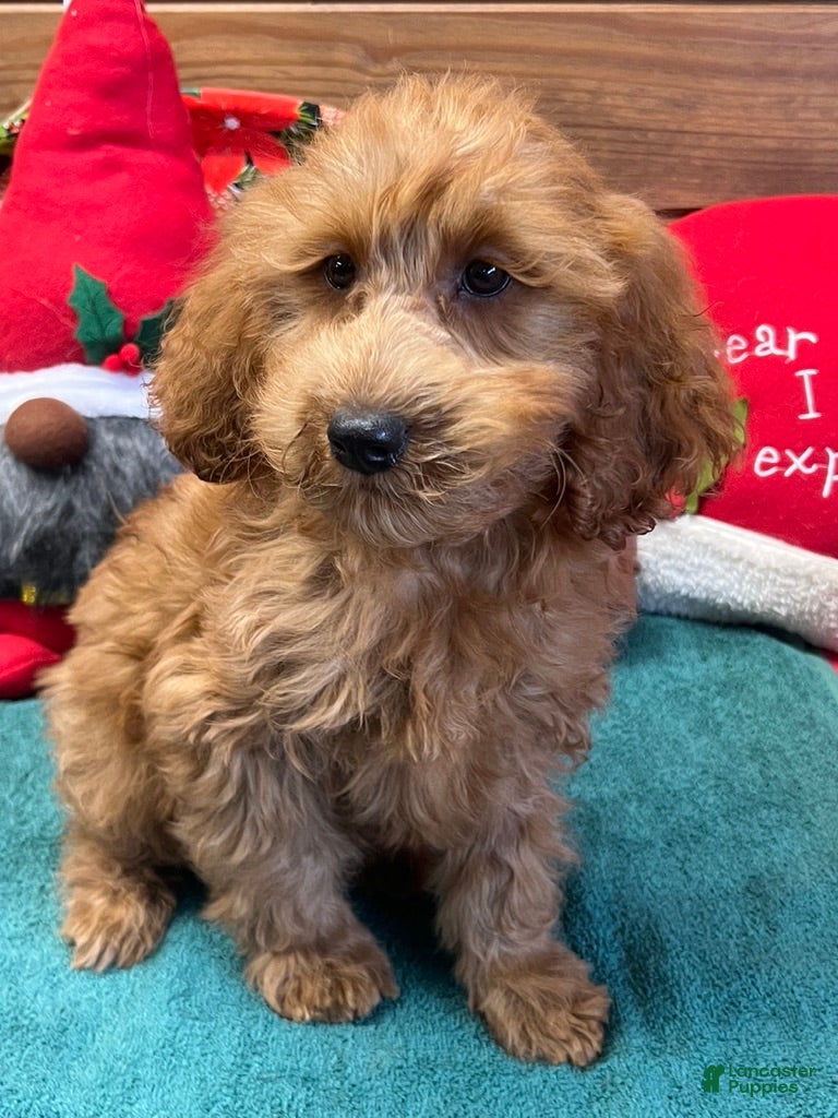 Mini Goldendoodle dogs Pumpkin - Ad 16