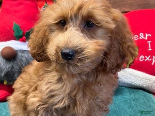 Mini Goldendoodle dogs Pumpkin - Ad 41