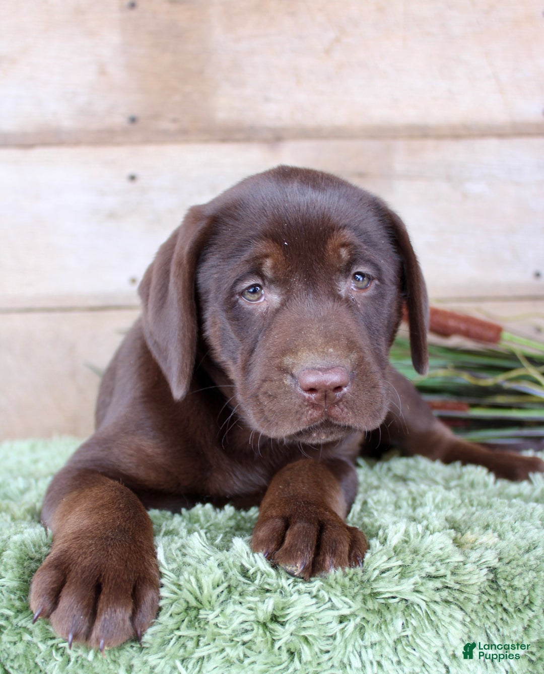 Labrador Retriever dogs for sale: Brownie  - Ad 4